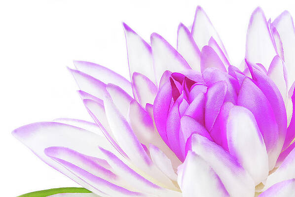 Photograph - Close Up Of The Lily Pink On White by Severija Kirilovaite