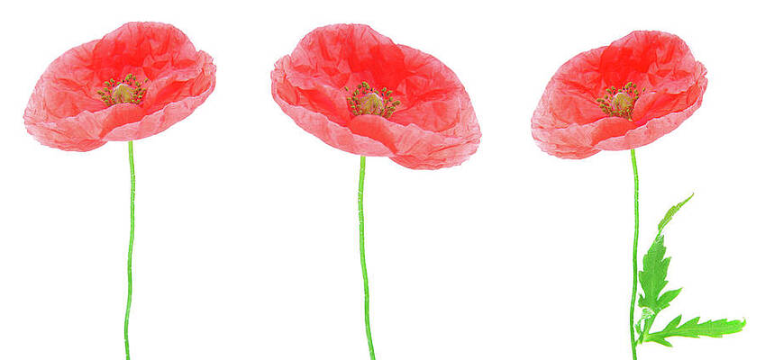 Summer Wall Art featuring the photograph Close Up Of The Poppy Flowers Isolated On White by Severija Kirilovaite