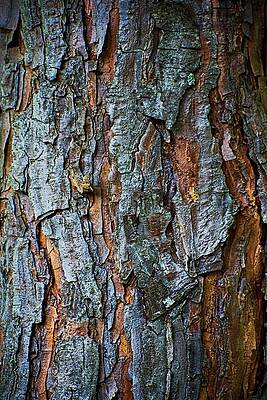 Close-up of Tree Bark Photograph