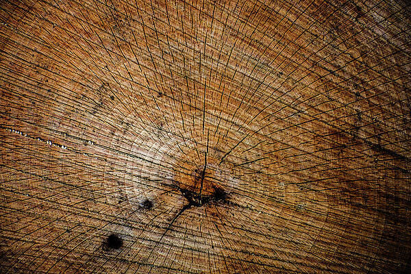 Close-up of Tree Rings Photograph