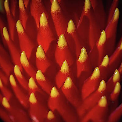 Close-Up of Vibrant Bromeliad Wall Art