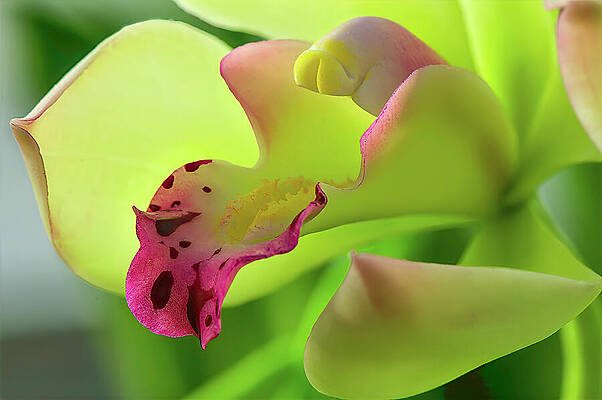 Close-Up of Vibrant Orchid Bloom Photograph