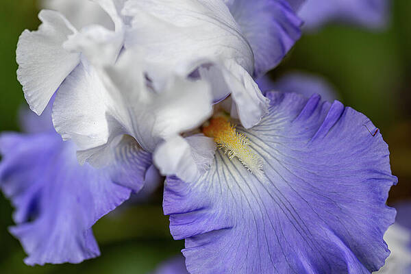 Close-Up of Vibrant Purple Iris Wall Art