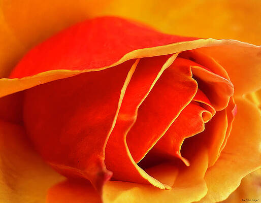 Close Up of Vibrant Rose by Barbara Siegel