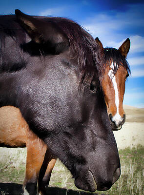 Animal Photograph - Closeup Of 2 Wild Mustang Brothers by Waterdancer