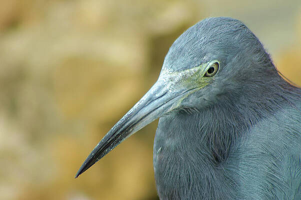 Nature Wall Art featuring the photograph Closeup Of A Little Blue Heron by Michael Collins