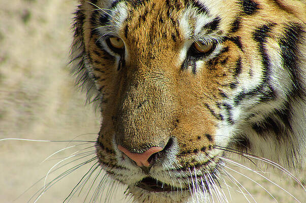 Spring Wall Art featuring the photograph Closeup Of A Siberian Tiger by Michael Collins