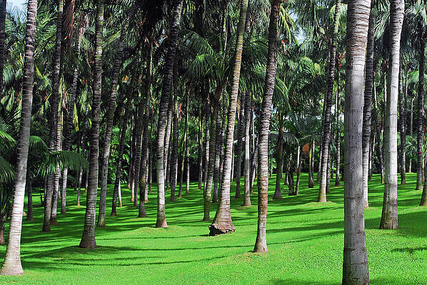Landscape Wall Art featuring the photograph Closeup Of The Golf Course With Palm Trees by Severija Kirilovaite