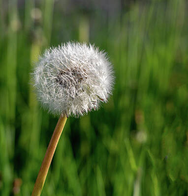 Beautiful Photograph - Closeup Of The Seed Head Of Dandelion Flower by Steven Heap