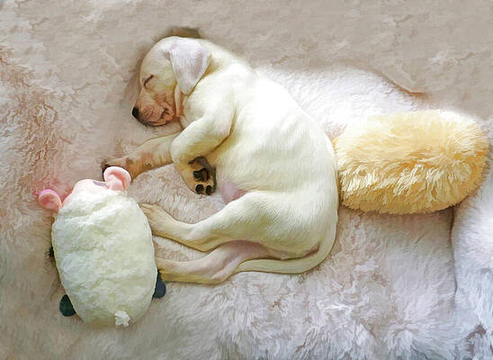 Dog Wall Art featuring the digital art White Labrador Puppy Cloud Dreaming  Fine Art by Waterdancer