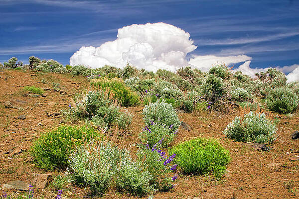 Wall Art featuring the photograph Cloud Over The Desert by Waterdancer