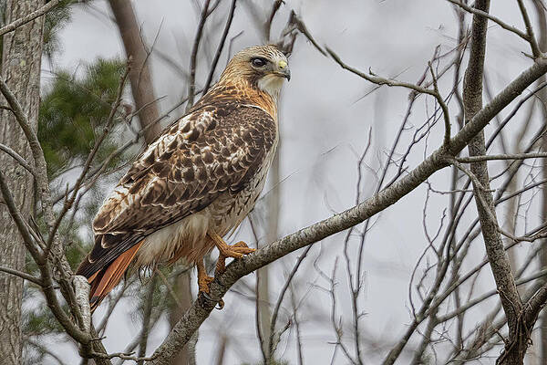 Wall Art featuring the photograph Cloudy Red Tail by Jim E Johnson