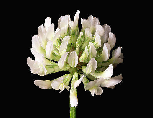 Photograph - Clover Bloom by Steven Nelson