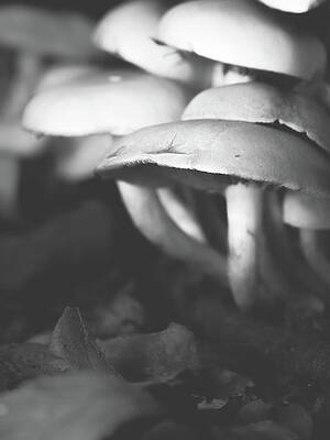 Raw Photograph - Clustered Together In The Light by Scott Lyons