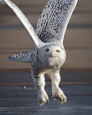 Country Wall Art featuring the photograph Clydesdale by James Overesch