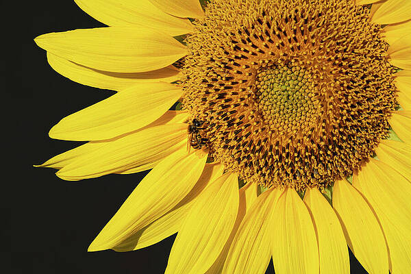Nature Wall Art featuring the photograph Co-Existence by Charnwood Photography Fine Art