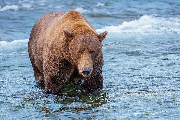 Majestic Brown Bear in River Wall Art