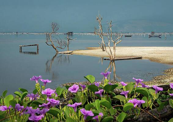 Wall Art featuring the photograph Coastal Calm Pearl Farming Vietnam by Rebecca Herranen