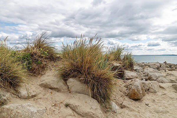 Wall Art featuring the photograph Coastal Dunes And Sea Grass by Shirley Mitchell