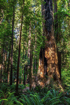 California Wall Art featuring the photograph Coastal Sentinels by Tim Lyden
