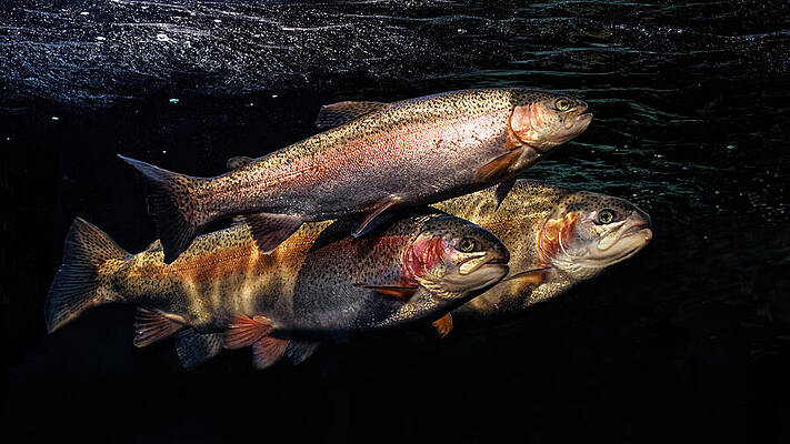 Coastal Steelheads - Monterey, CA by KJ Swan