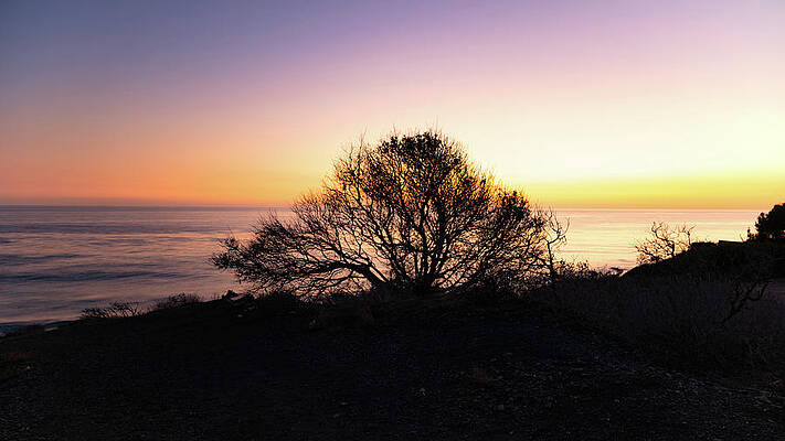 Wall Art featuring the photograph Coastal Tree After Sunset by Matthew DeGrushe