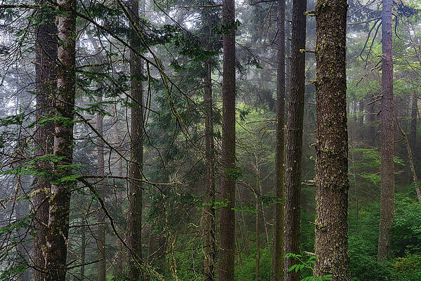 Beautiful Photograph - Coastal Trees And Fog, Oregon by Abbie Warnock