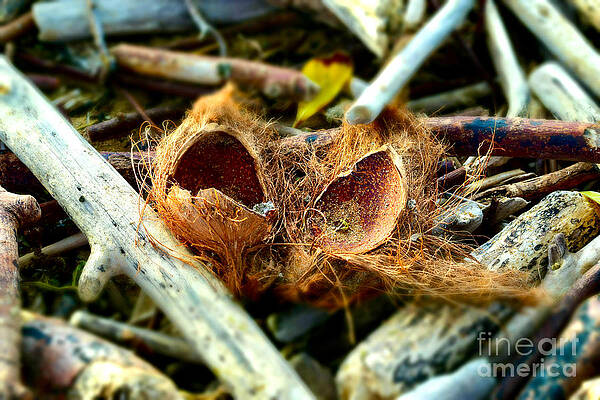 Wall Art featuring the photograph Coconut Cacophony by Debra Banks