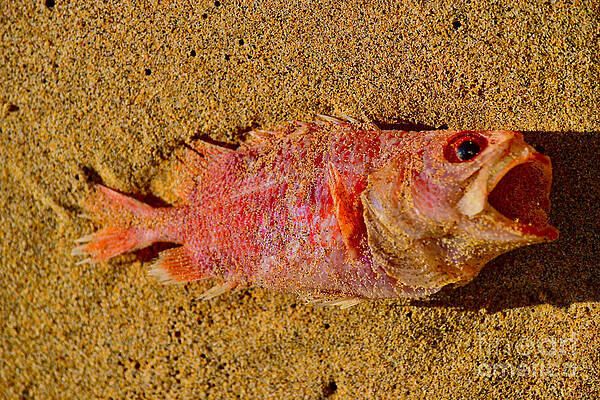 Wall Art featuring the photograph Code Red For Marine Fish by Debra Banks