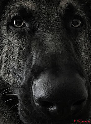 Dog Photograph - Cody The Sentinel by Rene Vasquez