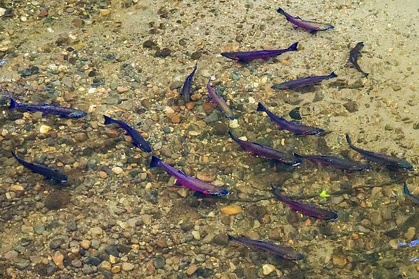 Wilderness Wall Art featuring the photograph Coho Salmon In Issaquah Creek by Nancy Gleason