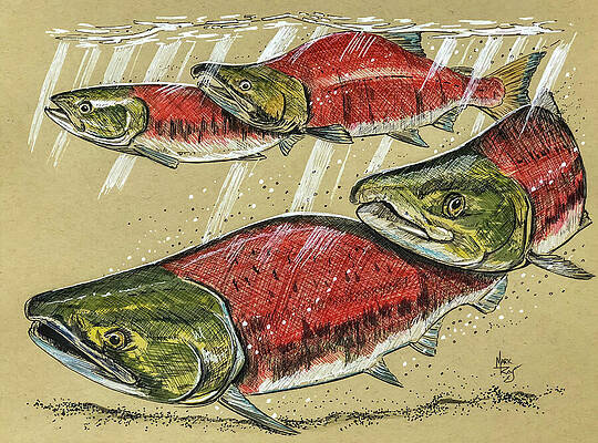 Wildlife Painting - Coho Salmon Run by Mark Ray