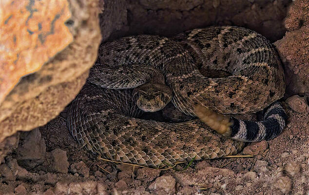 Arizona Photograph - Coiled Rattlesnake In Rocky Nest by Bob Falcone
