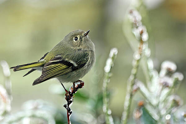 Background Photograph - Cold Feet by Gina Fitzhugh
