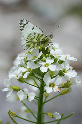 Wall Art featuring the photograph Color Coordinating Butterfly by Sunniye Buesing