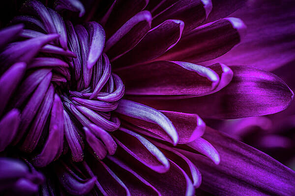 Vibrant Wall Art featuring the photograph Intricate Details Color by Nova Rae