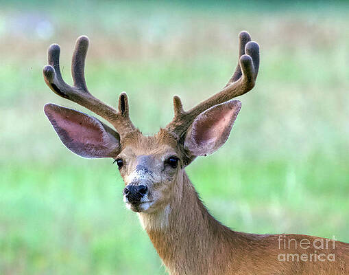 Deer Photograph - Colorado Buck Deer by Shirley Dutchkowski