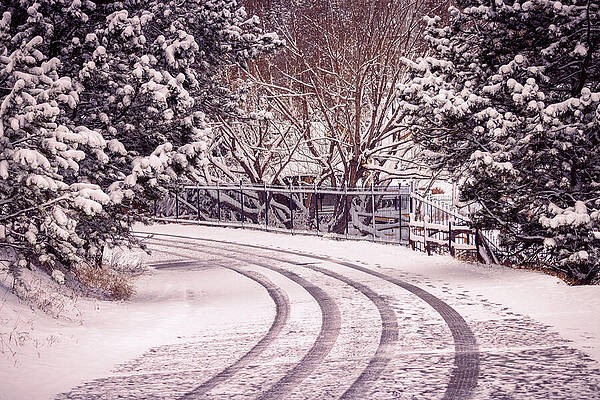 Tree Photograph - Colorado - Drive Home by Robert Niemeier
