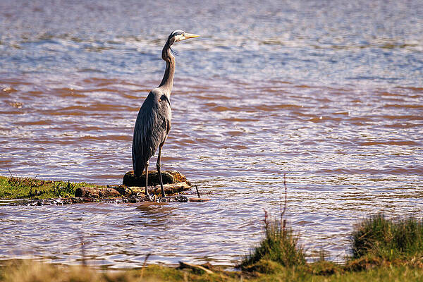 Wildlife Photograph - Colorado - Evergreen Lake - Blue Heron by Robert Niemeier