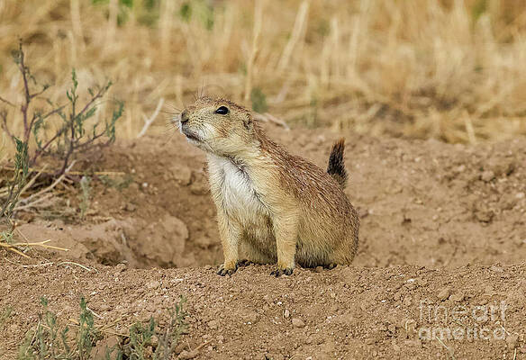 Colorado Wall Art featuring the photograph Colorado Prairie Dog by Shirley Dutchkowski
