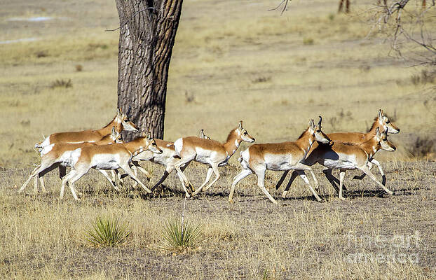 Colorado Wall Art featuring the photograph Colorado Pronghorn Herd by Shirley Dutchkowski