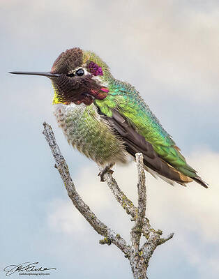 Colorful Hummingbird on a Branch Wall Art