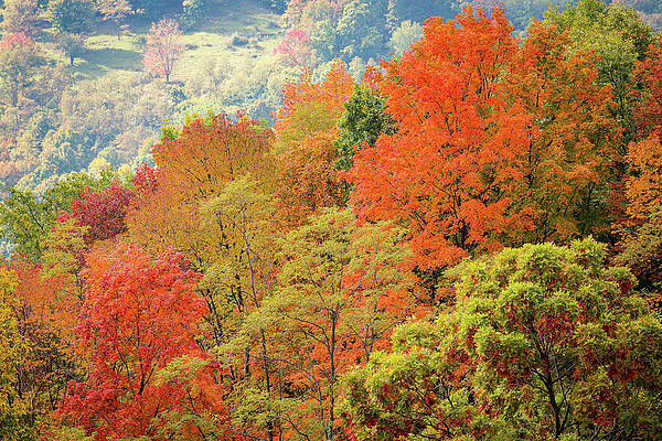 Fall Wall Art featuring the photograph Colorful Autumn Leaves In West Virginia by Steven Heap