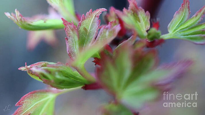 Natural Photograph - Colorful Beginnings by D Lee