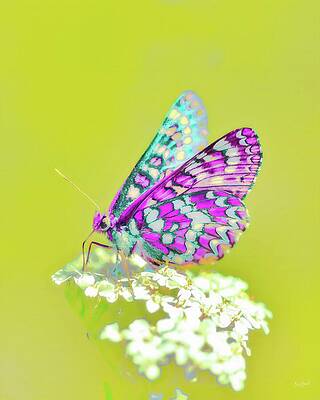 Colorful Butterfly on Bright Flower Photograph