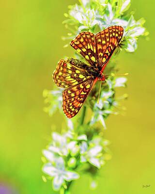 Colorful Butterfly on Flower Photograph