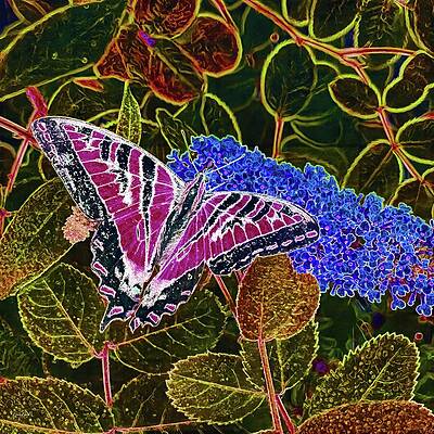 Colorful Butterfly on Vibrant Flowers Wall Art