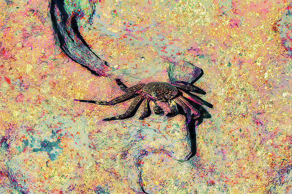 Colorful Crab on Rock Surface Wall Art