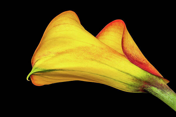 Yellow Wall Art featuring the photograph Colorful Elegance by Elvira Peretsman