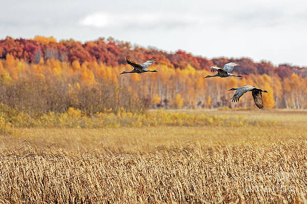 Fall Photograph - Colorful Fall Migration In Crex Meadows by Natural Focal Point Photography